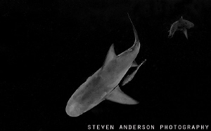 Bull Sharks in the Gulf Stream off Florida by Steven Anderson 